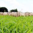 Guia essencial do pasto: como selecionar a forrageira ideal para sua fazenda