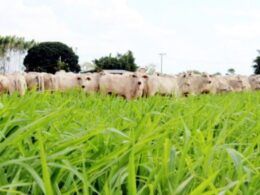 Guia essencial do pasto: como selecionar a forrageira ideal para sua fazenda