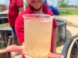 Ouro Azul do Ceará: Capacitação Transforma Viveiros de Camarões em Fonte Sustentável de Riqueza e Prosperidade para Produtores Locais 14 ouro azul do ceara capacitacao transforma viveiros de camaroes em