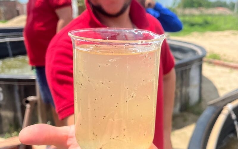 ouro azul do ceara capacitacao transforma viveiros de camaroes em