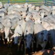 Boiada castrada e pantaneira! Animais chegam a 23@ no interior de MS