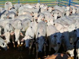 Boiada castrada e pantaneira! Animais chegam a 23@ no interior de MS