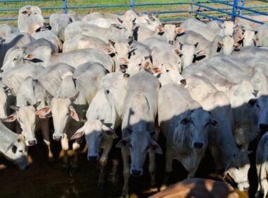 Boiada castrada e pantaneira! Animais chegam a 23@ no interior de MS