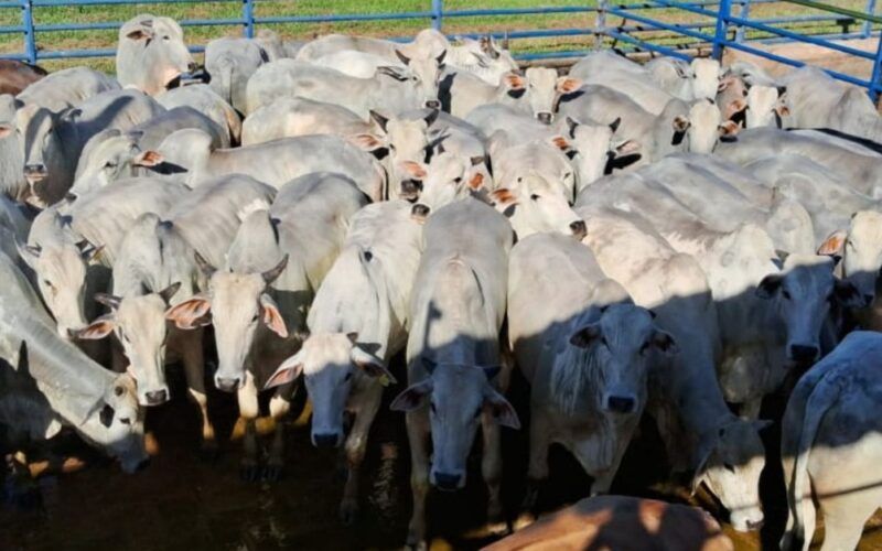 Boiada castrada e pantaneira! Animais chegam a 23@ no interior de MS