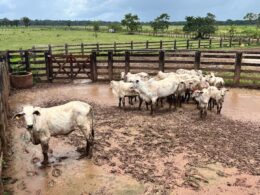 Pará livre de aftosa impulsiona crescimento da pecuária e abre portas para novos mercados promissores 13 Pará livre de aftosa impulsiona crescimento da pecuária e abre portas para novos mercados promissores