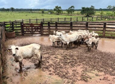 Pará livre de aftosa impulsiona crescimento da pecuária e abre portas para novos mercados promissores