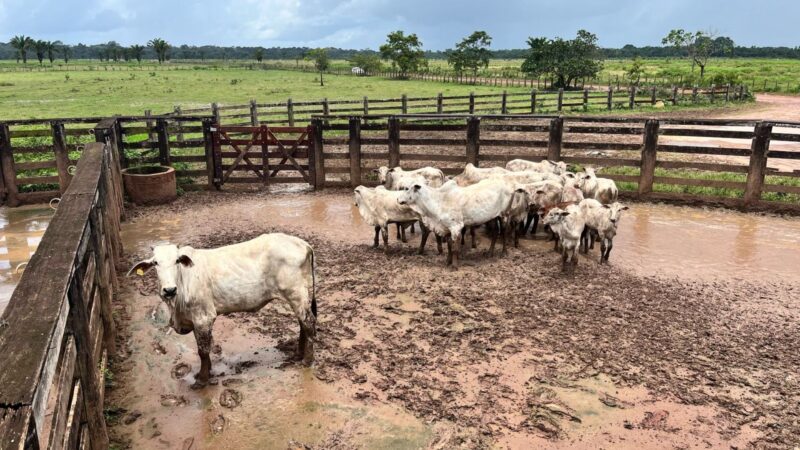 Pará livre de aftosa impulsiona crescimento da pecuária e abre portas para novos mercados promissores