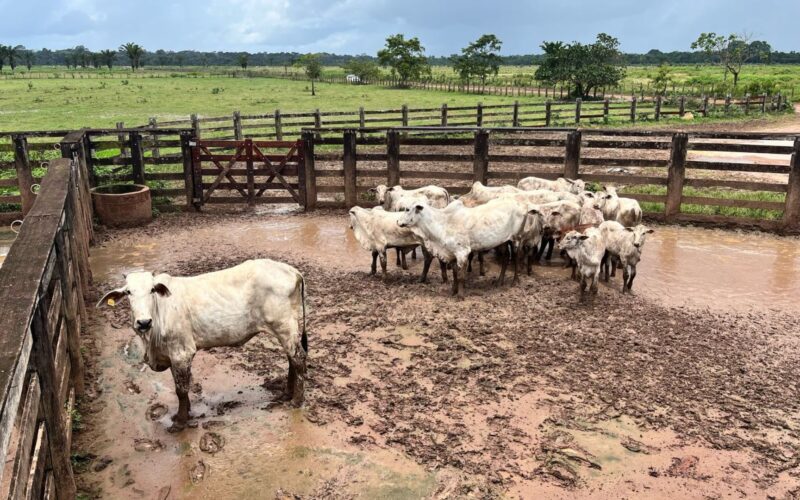 Pará livre de aftosa impulsiona crescimento da pecuária e abre portas para novos mercados promissores