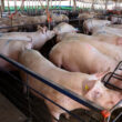 parana lidera exportacoes de carne suina com producao recorde elevando