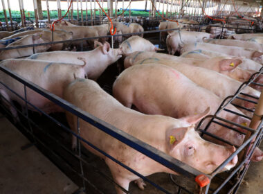 parana lidera exportacoes de carne suina com producao recorde elevando