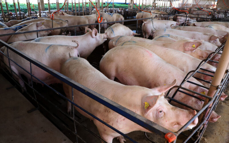 parana lidera exportacoes de carne suina com producao recorde elevando