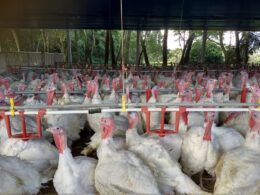 Paraná se destaca no mercado internacional com 6 mil toneladas de carne de peru, impulsionando exportações e qualidade.