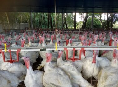 Paraná se destaca no mercado internacional com 6 mil toneladas de carne de peru, impulsionando exportações e qualidade.
