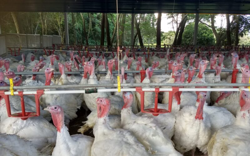Paraná se destaca no mercado internacional com 6 mil toneladas de carne de peru, impulsionando exportações e qualidade.