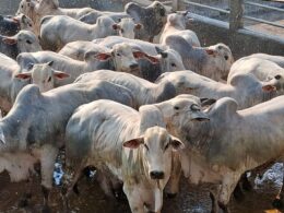 Pecuária de sucesso: como um pecuarista baiano alcançou 25 arrobas com cocho eficiente e manejo de qualidade 17 Pecuária de sucesso: como um pecuarista baiano alcançou 25 arrobas com cocho eficiente e manejo de qualidade