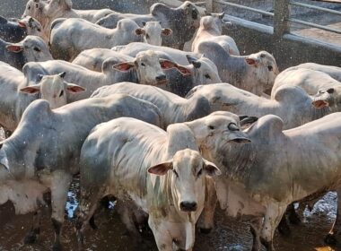 Pecuária de sucesso: como um pecuarista baiano alcançou 25 arrobas com cocho eficiente e manejo de qualidade