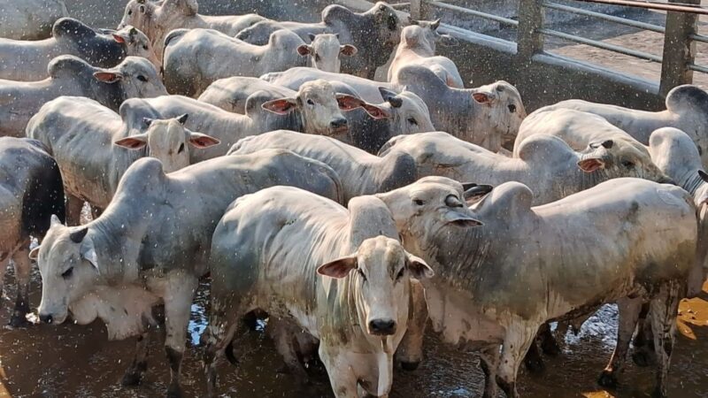 Pecuária de sucesso: como um pecuarista baiano alcançou 25 arrobas com cocho eficiente e manejo de qualidade