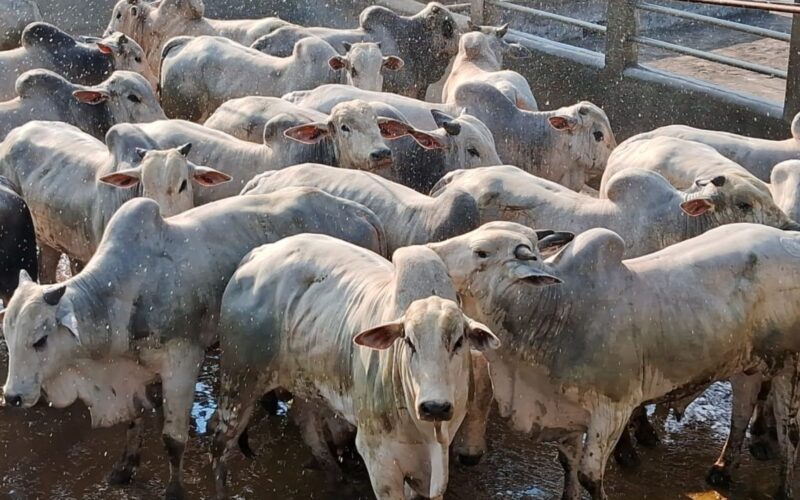 Pecuária de sucesso: como um pecuarista baiano alcançou 25 arrobas com cocho eficiente e manejo de qualidade
