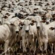 pecuaria e agrosservicos impulsionam crescimento do pib do agro trazendo