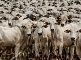 pecuaria e agrosservicos impulsionam crescimento do pib do agro trazendo