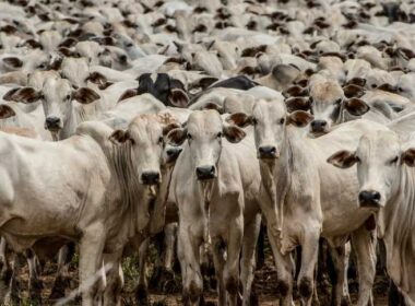 pecuaria e agrosservicos impulsionam crescimento do pib do agro trazendo