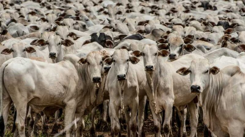pecuaria e agrosservicos impulsionam crescimento do pib do agro trazendo