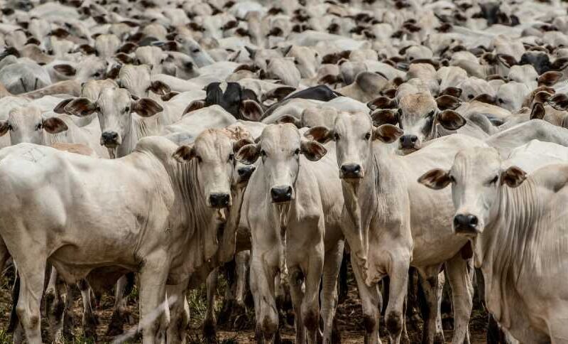 pecuaria e agrosservicos impulsionam crescimento do pib do agro trazendo