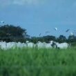 Pecuária Sustentável: Como a Dinapec 2025 Impulsiona o Brasil Rumo à COP 30 e à Gestão Ecológica Eficiente