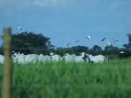 Pecuária Sustentável: Como a Dinapec 2025 Impulsiona o Brasil Rumo à COP 30 e à Gestão Ecológica Eficiente 16 Pecuária Sustentável: Como a Dinapec 2025 Impulsiona o Brasil Rumo à COP 30 e à Gestão Ecológica Eficiente