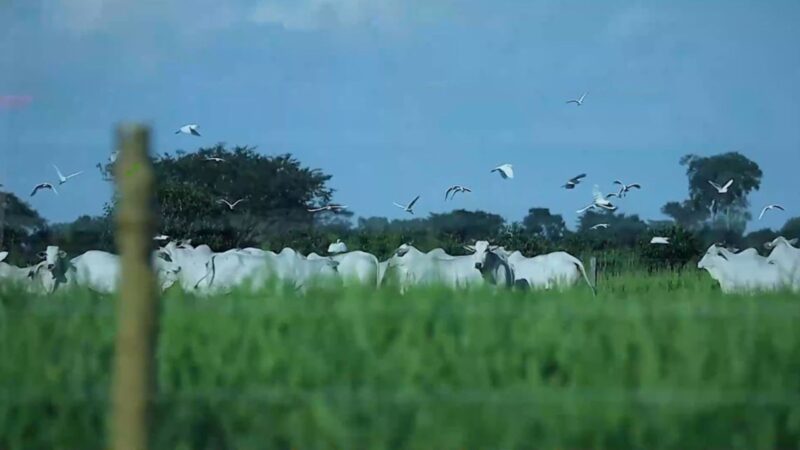 Pecuária Sustentável: Como a Dinapec 2025 Impulsiona o Brasil Rumo à COP 30 e à Gestão Ecológica Eficiente