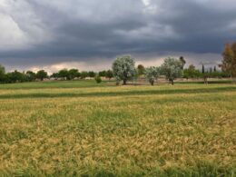 Pecuarista, aproveite o tempo firme e as chuvas isoladas para garantir uma colheita produtiva e saudável neste verão