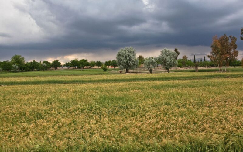 Pecuarista, aproveite o tempo firme e as chuvas isoladas para garantir uma colheita produtiva e saudável neste verão