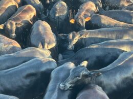 Pérolas negras de 17@ e 15 meses: a excelência da pecuária mato-grossense em destaque 8 Pérolas negras de 17@ e 15 meses: a excelência da pecuária mato-grossense em destaque