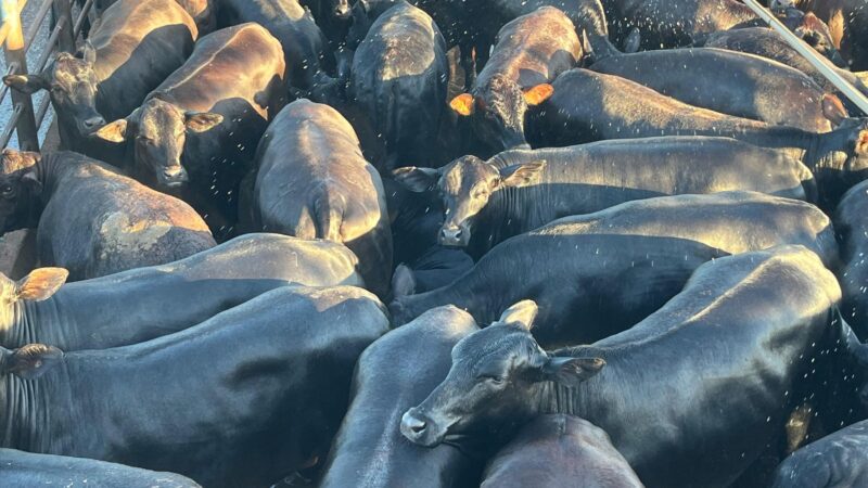 Pérolas negras de 17@ e 15 meses: a excelência da pecuária mato-grossense em destaque
