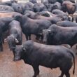 Peso ideal da garrotada meio-sangue Angus: como escolher e maximizar seu desenvolvimento com técnicas eficazes