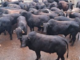 Peso ideal da garrotada meio-sangue Angus: como escolher e maximizar seu desenvolvimento com técnicas eficazes
