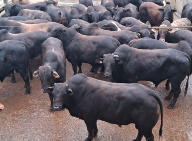 Peso ideal da garrotada meio-sangue Angus: como escolher e maximizar seu desenvolvimento com técnicas eficazes