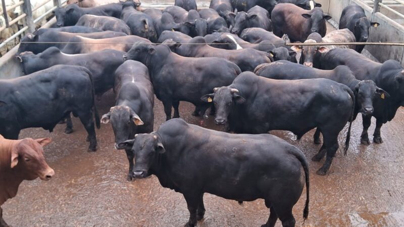 Peso ideal da garrotada meio-sangue Angus: como escolher e maximizar seu desenvolvimento com técnicas eficazes