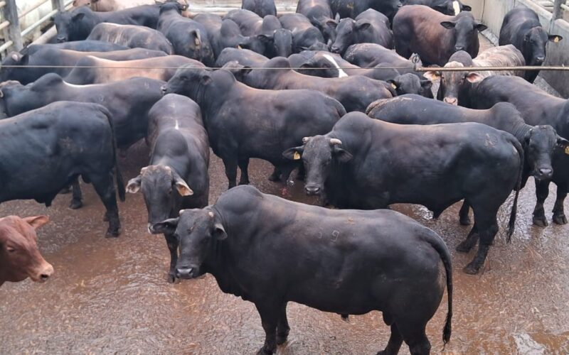 Peso ideal da garrotada meio-sangue Angus: como escolher e maximizar seu desenvolvimento com técnicas eficazes