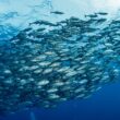 pesquisadores do instituto de pesca ampliam colaboracoes nos eua