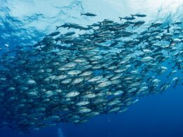 pesquisadores do instituto de pesca ampliam colaboracoes nos eua