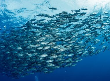 pesquisadores do instituto de pesca ampliam colaboracoes nos eua
