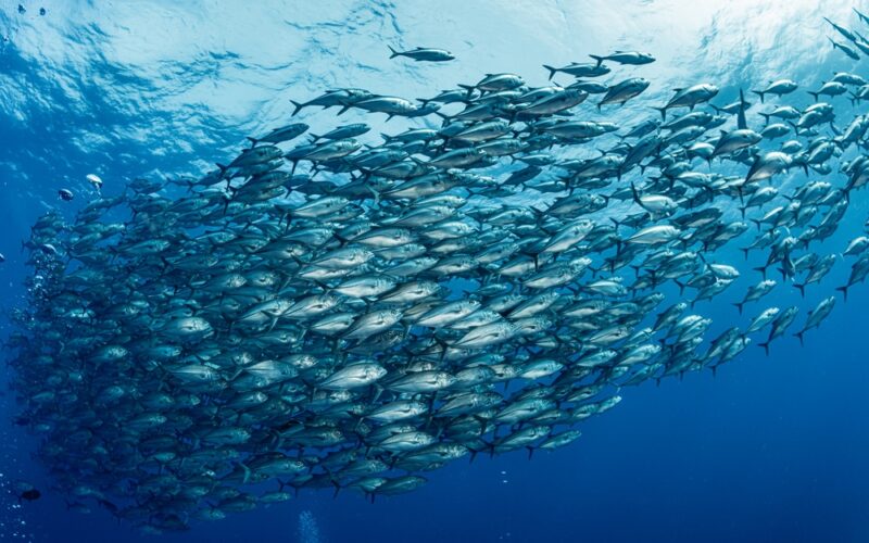 pesquisadores do instituto de pesca ampliam colaboracoes nos eua