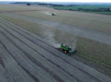 pirataria de sementes de soja ameaca producao e traz perdas