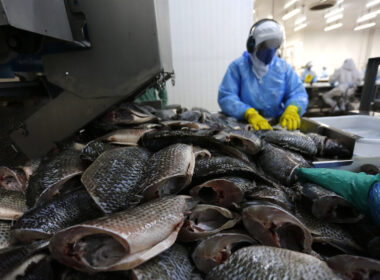 Piscicultura do Paraná cresce 10,4% e amplia renda do produtor, oferta de peixes e oportunidades de investimento