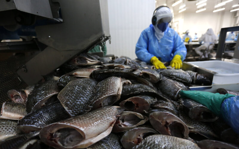 Piscicultura do Paraná cresce 10,4% e amplia renda do produtor, oferta de peixes e oportunidades de investimento