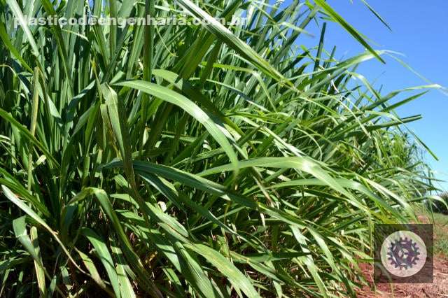 Mombaça ou Tifton 85 potencializam a produtividade da soja com pastagens saudáveis e eficientes para seu cultivo. 2 plantio capim mombaca estado do para