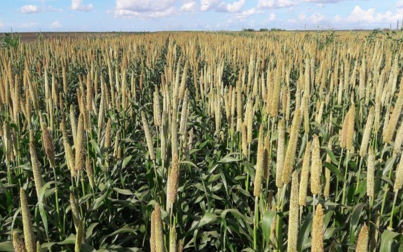 Milheto híbrido: especialista dá dicas de plantio e recomendações para estabelecer uma boa lavoura