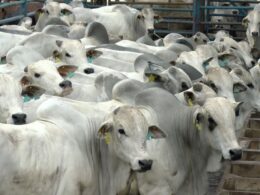 PMGZ Carne transforma a pecuária brasileira ao eliminar a dependência do 'boi cabeça de boiada' e impulsionar a sustentabilidade 15 PMGZ Carne transforma a pecuária brasileira ao eliminar a dependência do 'boi cabeça de boiada' e impulsionar a sustentabilidade