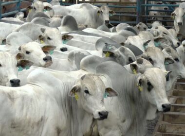 PMGZ Carne transforma a pecuária brasileira ao eliminar a dependência do 'boi cabeça de boiada' e impulsionar a sustentabilidade